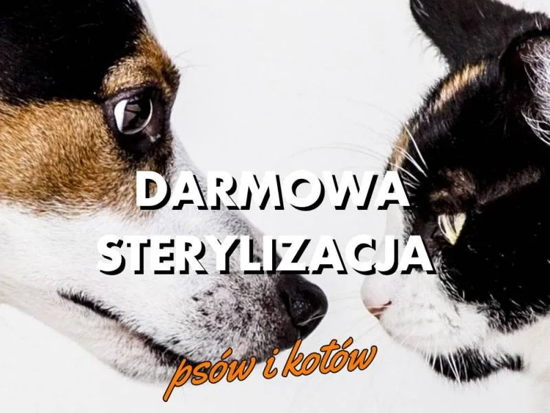Bezpłatna kastracja i sterylizacja psów oraz kotów